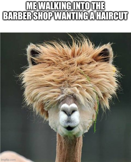 Yes! |  ME WALKING INTO THE BARBER SHOP WANTING A HAIRCUT | image tagged in funny,memes,barber,haircut | made w/ Imgflip meme maker