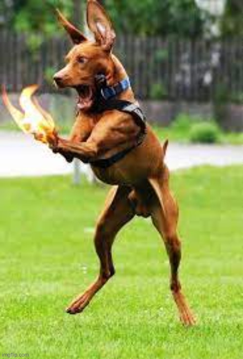 Fear me! | image tagged in funny,dogs,fire,photoshop | made w/ Imgflip meme maker