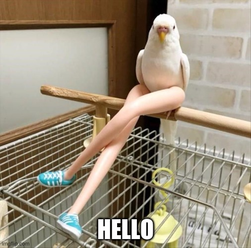 Hello! | HELLO | image tagged in funny,legs,birds | made w/ Imgflip meme maker
