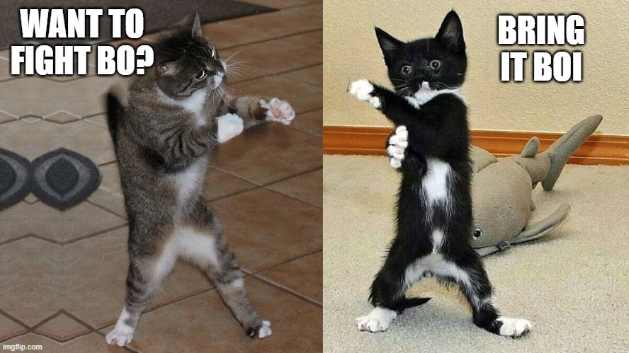 fight | WANT TO FIGHT BO? BRING IT BOI | image tagged in fight | made w/ Imgflip meme maker