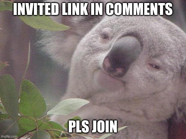 pls pls pls pls | INVITED LINK IN COMMENTS; PLS JOIN | image tagged in dank koala,msmg | made w/ Imgflip meme maker