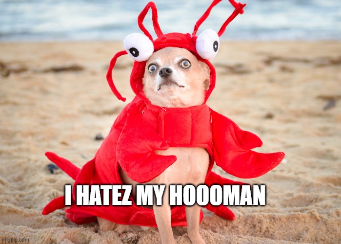 Crabby patty | I HATEZ MY HOOOMAN | image tagged in dog memes | made w/ Imgflip meme maker