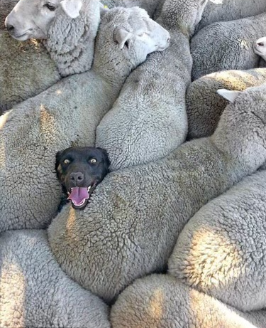 Surrounded by sheeple Blank Meme Template