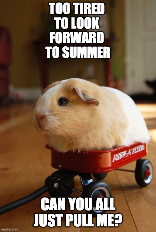 Today's mood | TOO TIRED 
TO LOOK 
FORWARD 
TO SUMMER; CAN YOU ALL JUST PULL ME? | image tagged in guinea pig in wagon,guinea pig,tired,mood | made w/ Imgflip meme maker