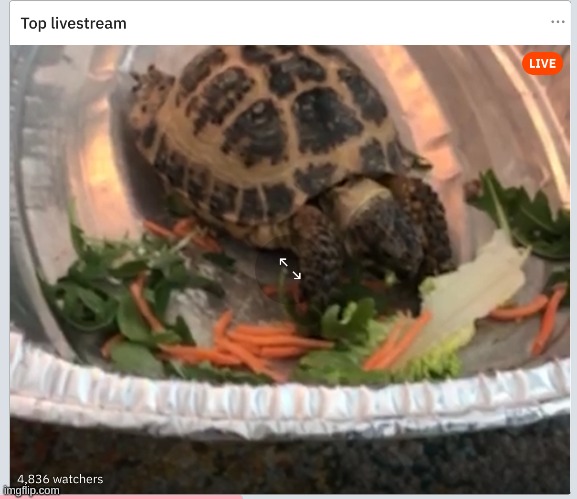 When the top live stream on Reddit is just a turtle having dinner: | image tagged in turtle,eating | made w/ Imgflip meme maker