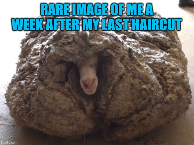 it grows fast | RARE IMAGE OF ME A WEEK AFTER MY LAST HAIRCUT | image tagged in sheep,shep | made w/ Imgflip meme maker