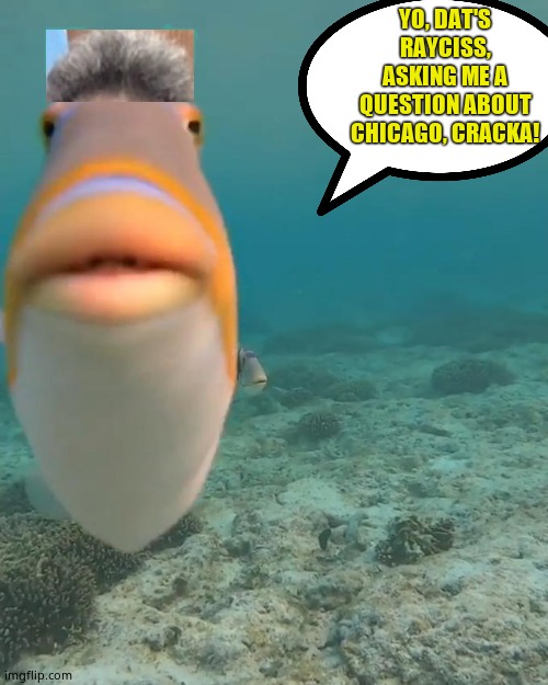 staring fish | YO, DAT'S RAYCISS, ASKING ME A QUESTION ABOUT CHICAGO, CRACKA! | image tagged in staring fish | made w/ Imgflip meme maker