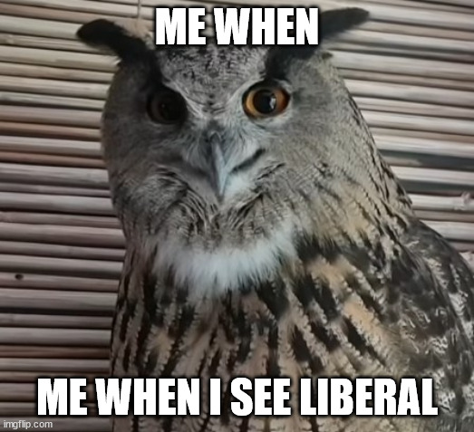 me when |  ME WHEN; ME WHEN I SEE LIBERAL | image tagged in owl,liberals | made w/ Imgflip meme maker