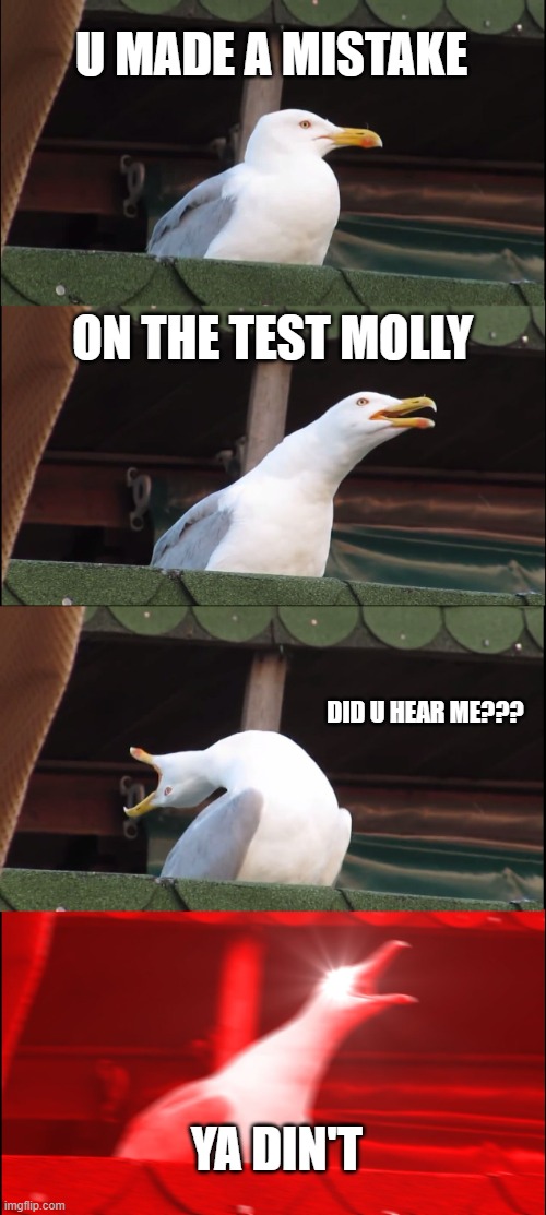 Inhaling Seagull | U MADE A MISTAKE; ON THE TEST MOLLY; DID U HEAR ME??? YA DIN'T | image tagged in memes,inhaling seagull | made w/ Imgflip meme maker
