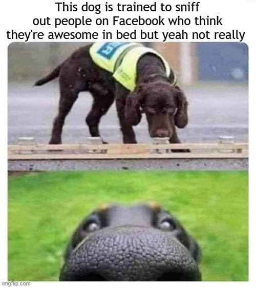 Woof | This dog is trained to sniff out people on Facebook who think they're awesome in bed but yeah not really | image tagged in this dog can smell you | made w/ Imgflip meme maker