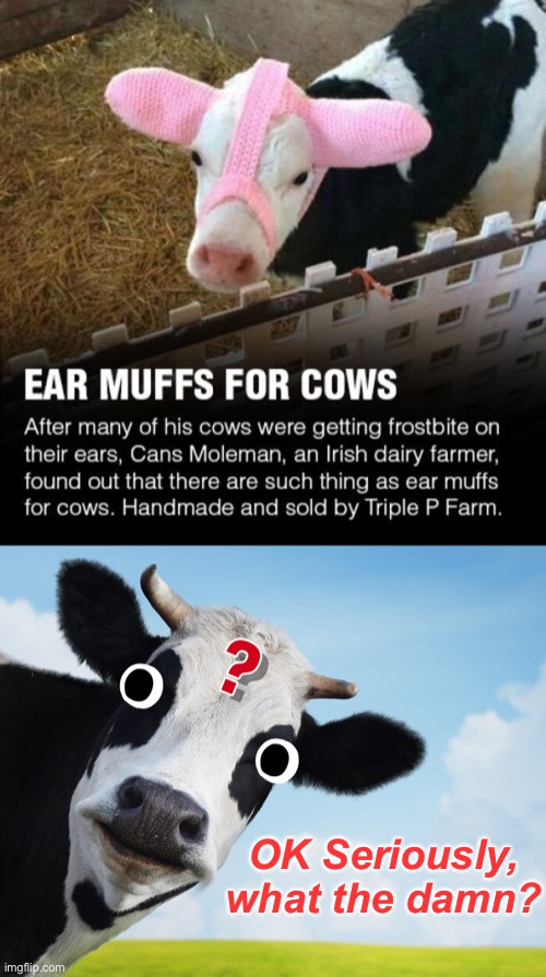 Eat My Muff | OK Seriously, what the damn? | image tagged in funny memes,cows,wtf | made w/ Imgflip meme maker