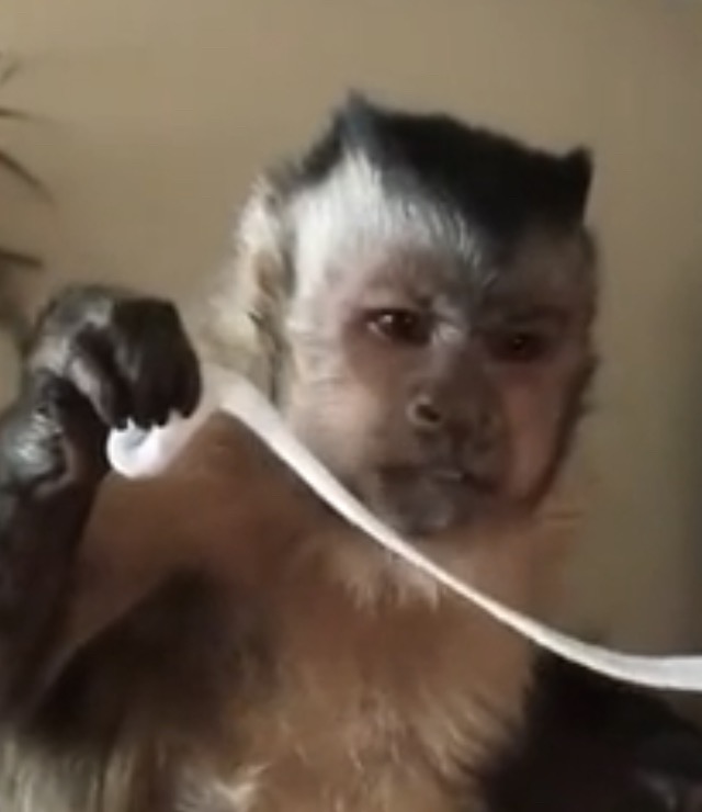 monkey Meme Templates - Imgflip