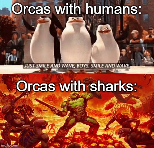Orcas because yes | Orcas with humans:; Orcas with sharks: | image tagged in just smile and wave boys | made w/ Imgflip meme maker