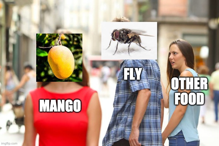 tropical flies be like: | FLY; OTHER FOOD; MANGO | image tagged in memes,distracted boyfriend | made w/ Imgflip meme maker