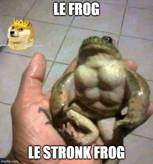 haha frog | LE FROG; LE STRONK FROG | image tagged in memes | made w/ Imgflip meme maker