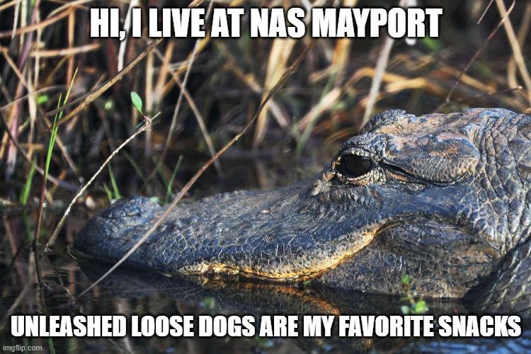 i gotcha dog | HI, I LIVE AT NAS MAYPORT; UNLEASHED LOOSE DOGS ARE MY FAVORITE SNACKS | image tagged in florida,gators,us navy,dog,eating | made w/ Imgflip meme maker