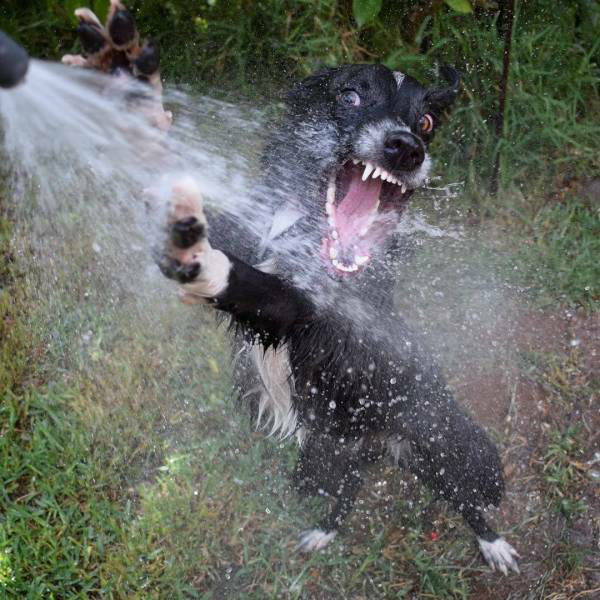Dog water spout Blank Meme Template