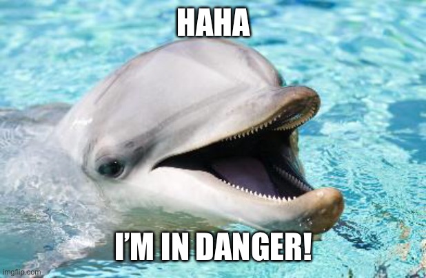 Dumb Joke Dolphin | HAHA I’M IN DANGER! | image tagged in dumb joke dolphin | made w/ Imgflip meme maker