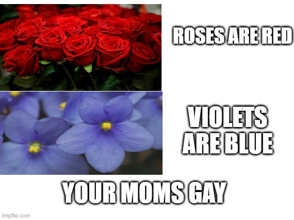 Blank White Template | ROSES ARE RED; VIOLETS ARE BLUE; YOUR MOMS GAY | image tagged in blank white template | made w/ Imgflip meme maker