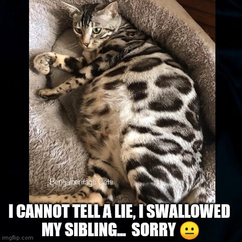 So Sorry... | I CANNOT TELL A LIE, I SWALLOWED
 MY SIBLING...  SORRY 😐 | image tagged in funny cats,cats,funny cat memes,i cannot tell a lie,fun,woops | made w/ Imgflip meme maker