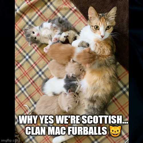 Cat's in  Plaid | WHY YES WE'RE SCOTTISH...
CLAN MAC FURBALLS 😺 | image tagged in cats,cat memes,furballs,fun,cute memes,hairballs | made w/ Imgflip meme maker
