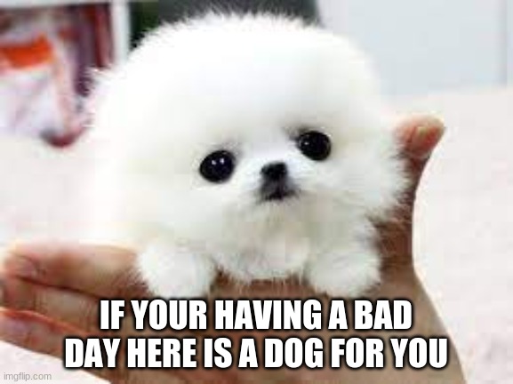 Yes I know what my name is leave me be so I can spread joy for once | IF YOUR HAVING A BAD DAY HERE IS A DOG FOR YOU | image tagged in dog,love | made w/ Imgflip meme maker