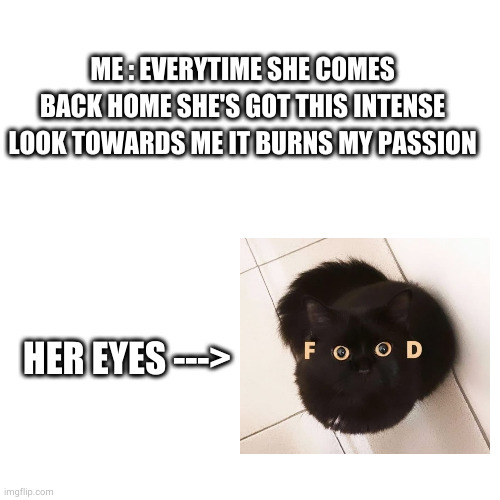 her love for me | ME : EVERYTIME SHE COMES BACK HOME SHE'S GOT THIS INTENSE LOOK TOWARDS ME IT BURNS MY PASSION; HER EYES ---> | image tagged in memes,blank transparent square,cats | made w/ Imgflip meme maker