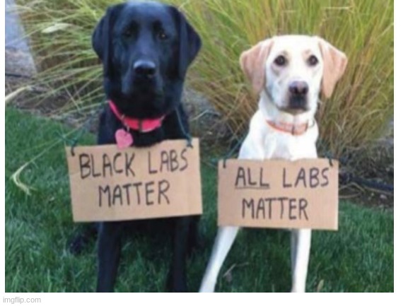 blacklabs matter | image tagged in dogs | made w/ Imgflip meme maker