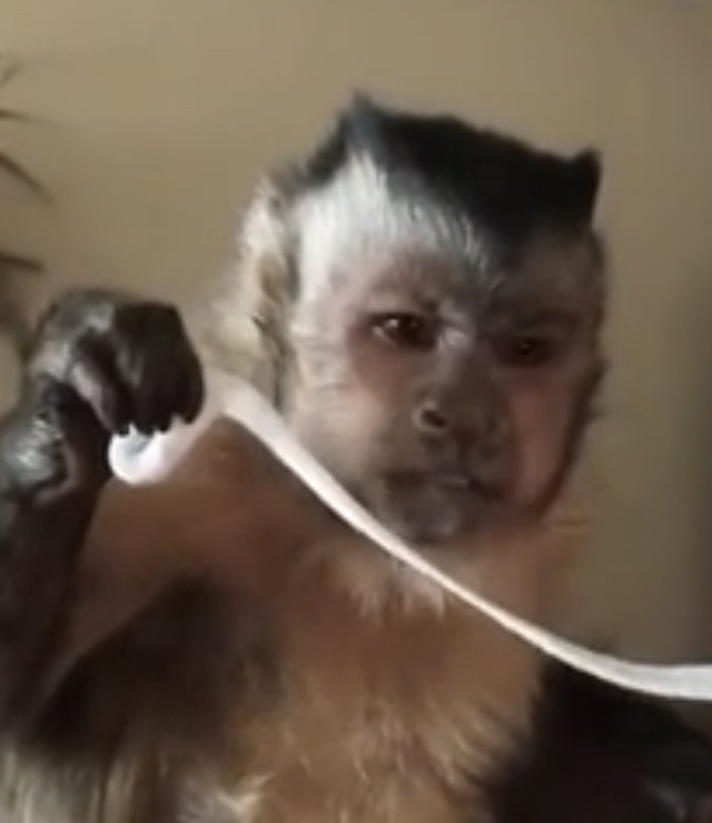 monkey #meme #monke #monkeyface