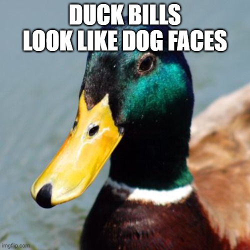 duck bills look like dog faces | DUCK BILLS LOOK LIKE DOG FACES | image tagged in duck face | made w/ Imgflip meme maker