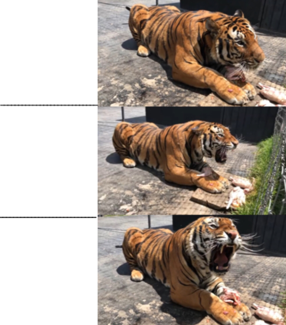 High Quality Alcyone a Siberian Tiger Blank Meme Template