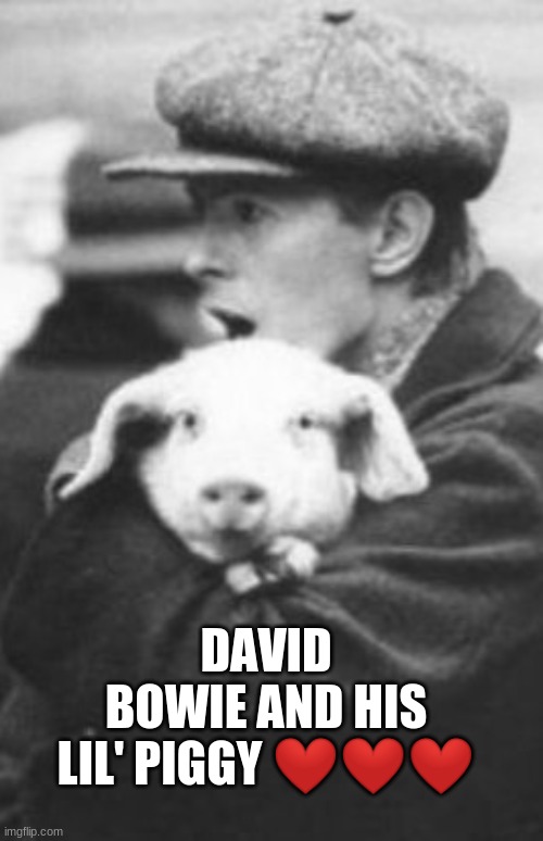 David Bowie and His Lil' Piggy | DAVID BOWIE AND HIS LIL' PIGGY ❤❤❤ | image tagged in david bowie,pigs,cute | made w/ Imgflip meme maker