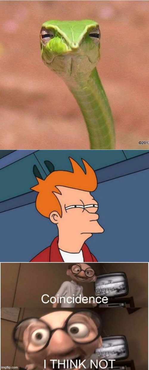 image tagged in snek blank,memes,futurama fry,coincidence i think not | made w/ Imgflip meme maker