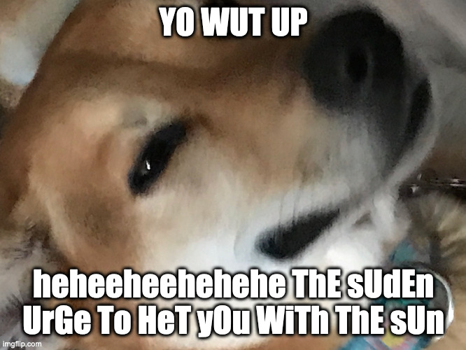 smil doug | YO WUT UP; heheeheehehehe ThE sUdEn UrGe To HeT yOu WiTh ThE sUn | image tagged in smile dog | made w/ Imgflip meme maker