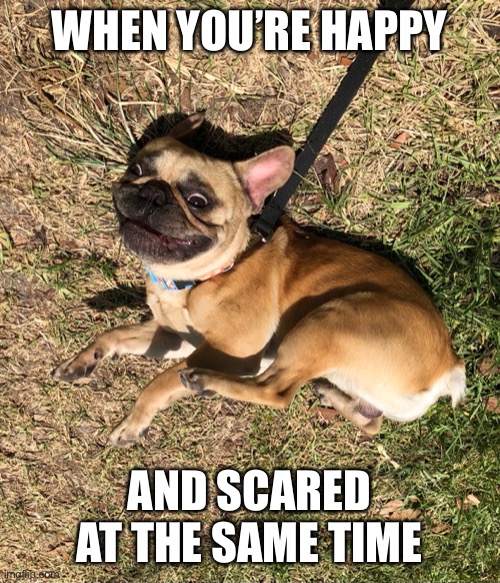 When you’re happy and scared at the same time | WHEN YOU’RE HAPPY; AND SCARED AT THE SAME TIME | image tagged in happy,scared,dog,funny,smiling,frenchie | made w/ Imgflip meme maker