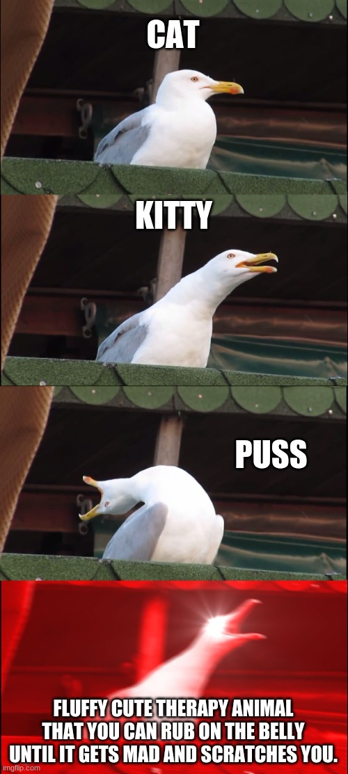 thats what cats are | CAT; KITTY; PUSS; FLUFFY CUTE THERAPY ANIMAL THAT YOU CAN RUB ON THE BELLY UNTIL IT GETS MAD AND SCRATCHES YOU. | image tagged in memes,inhaling seagull | made w/ Imgflip meme maker