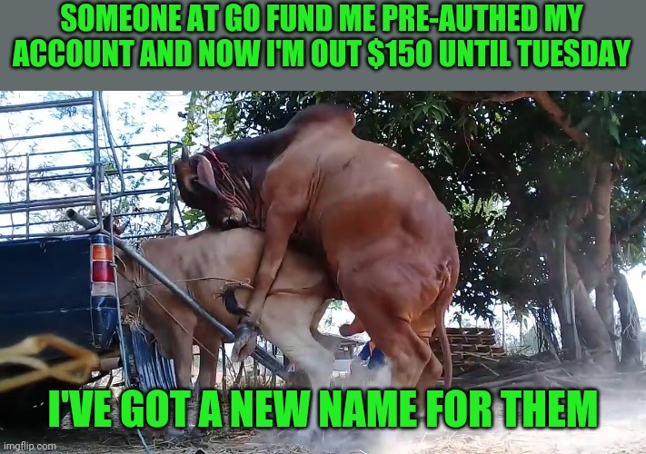 This should be illegal | SOMEONE AT GO FUND ME PRE-AUTHED MY ACCOUNT AND NOW I'M OUT $150 UNTIL TUESDAY; I'VE GOT A NEW NAME FOR THEM | image tagged in cows mating | made w/ Imgflip meme maker