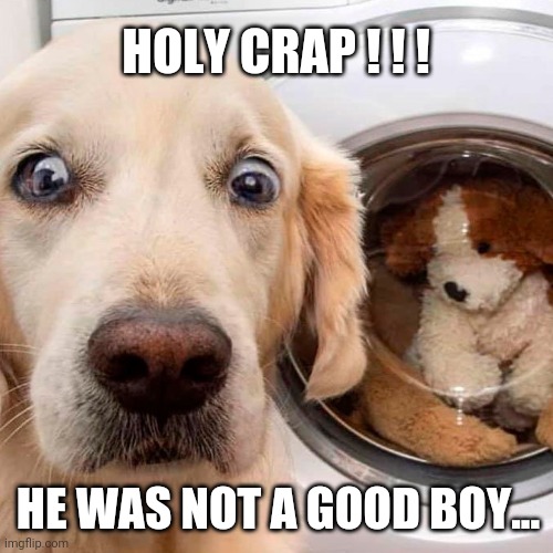 Dog Gone | HOLY CRAP ! ! ! HE WAS NOT A GOOD BOY... | image tagged in someone was not a good boy,dog memes,scared dog,i'll never be bad again,doggie punishment,oh no | made w/ Imgflip meme maker