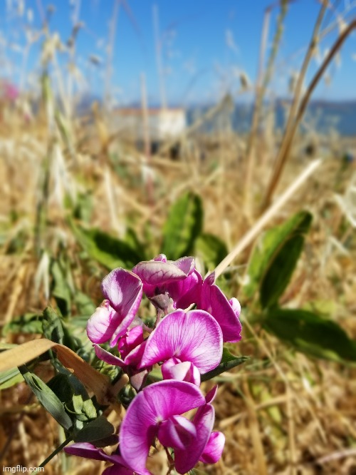 Wild orchids near San Francisco bay, 5/27/2021 | made w/ Imgflip meme maker