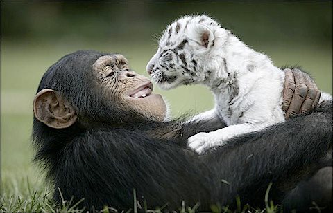 image tagged in animals