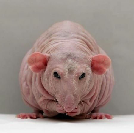 Funny hairless rat Blank Meme Template