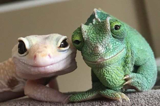 High Quality Gecko and chameleon look like grandparents Blank Meme Template