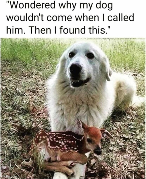 *screams* AAAAAAAAAAA TOO CUTEEEEEEEEEEEEEE | made w/ Imgflip meme maker