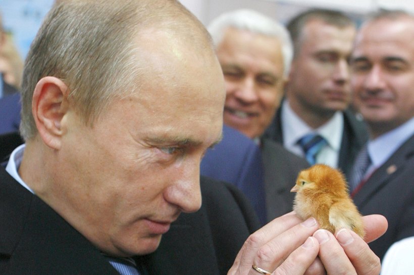 Putin vs. chicken Blank Meme Template