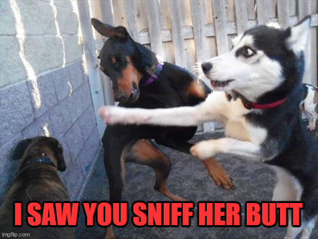 I SAW YOU SNIFF HER BUTT | image tagged in dogs | made w/ Imgflip meme maker