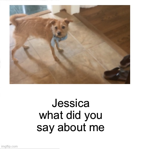 dog |  Jessica what did you say about me | image tagged in dog | made w/ Imgflip meme maker