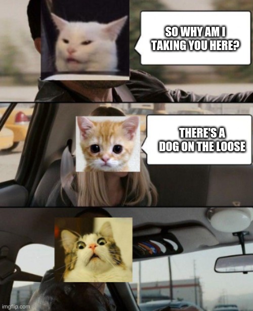 Those cats better run xD | SO WHY AM I TAKING YOU HERE? THERE'S A DOG ON THE LOOSE | image tagged in cat driving,my template,meow,cats,hold up,car cat | made w/ Imgflip meme maker