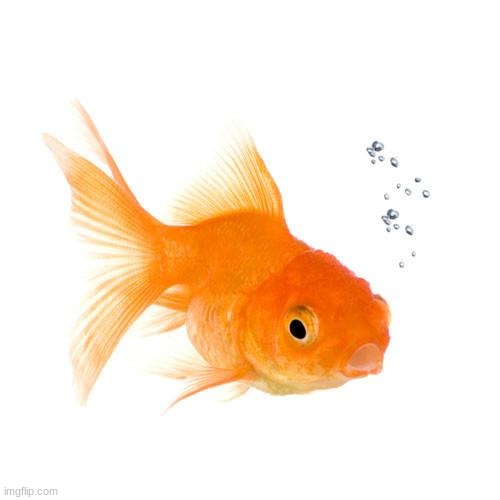 Gold Fish | image tagged in gold fish | made w/ Imgflip meme maker