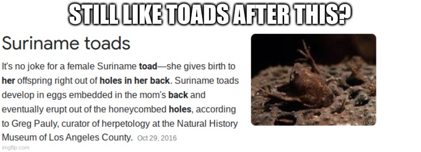 STILL LIKE TOADS AFTER THIS? | made w/ Imgflip meme maker