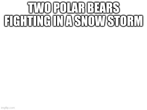 fight fight fight | TWO POLAR BEARS FIGHTING IN A SNOW STORM | image tagged in blank white template | made w/ Imgflip meme maker